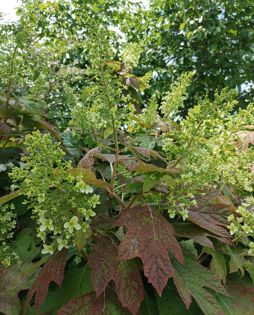 ｢ｶｼﾜﾊﾞｱｼﾞｻｲ｣蕾