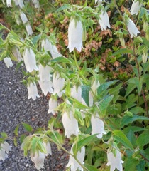 ｢ﾎﾀﾙﾌﾞｸﾛ｣花