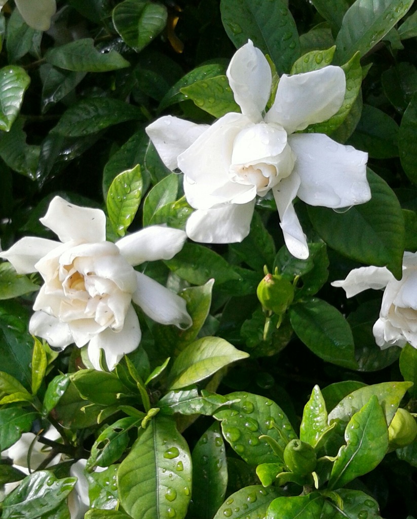 ｢ｸﾁﾅｼ｣花