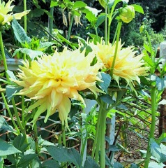 ｢ﾀﾞﾘｱ｣花
