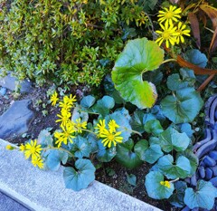 ｢ﾂﾜﾌﾞｷ｣