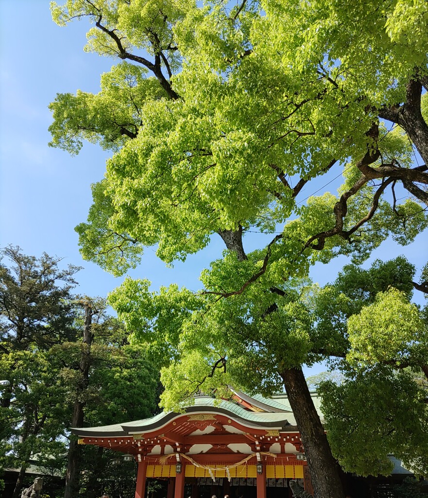 [久伊豆神社]