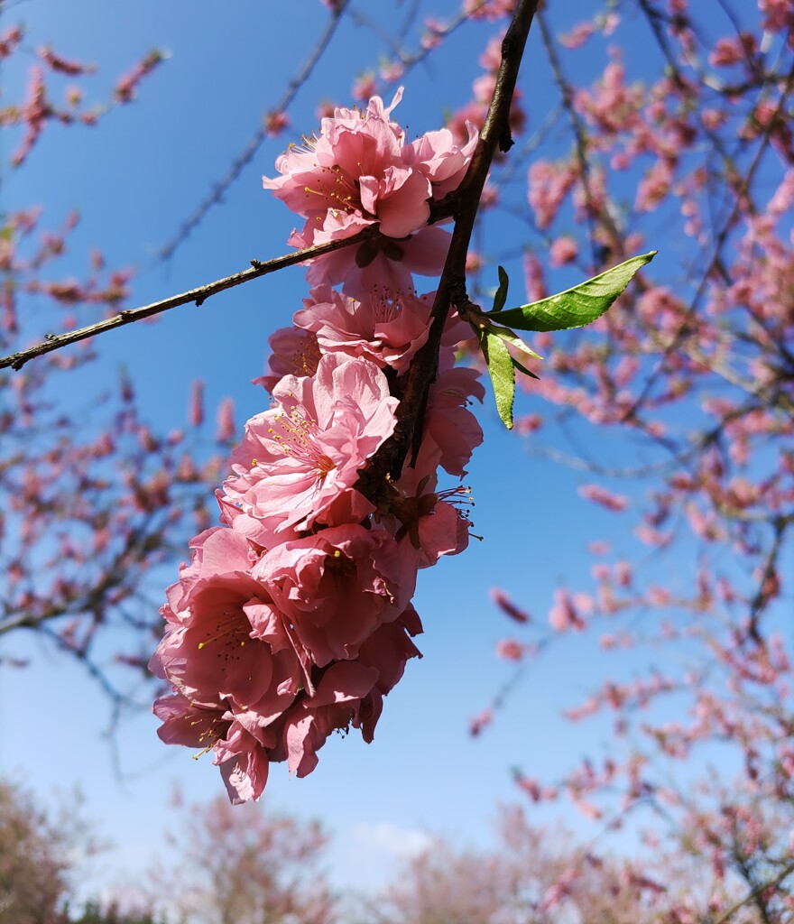 ｢ﾓﾓ｣花