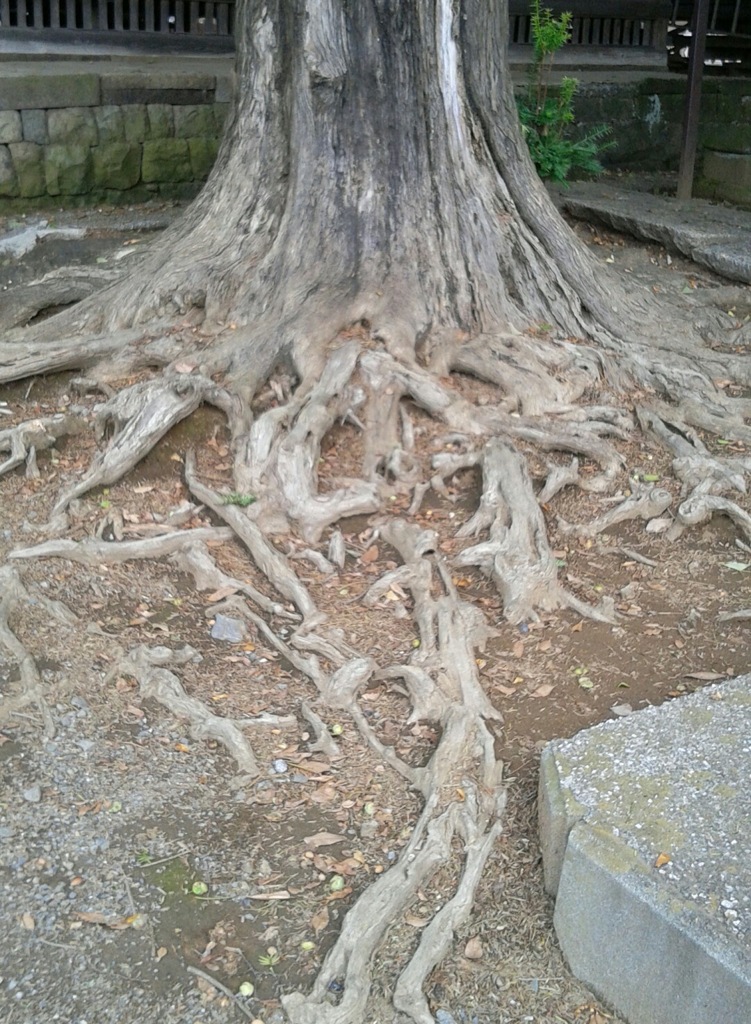 『木』根
