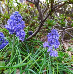 ｢ﾑｽｶﾘ｣花