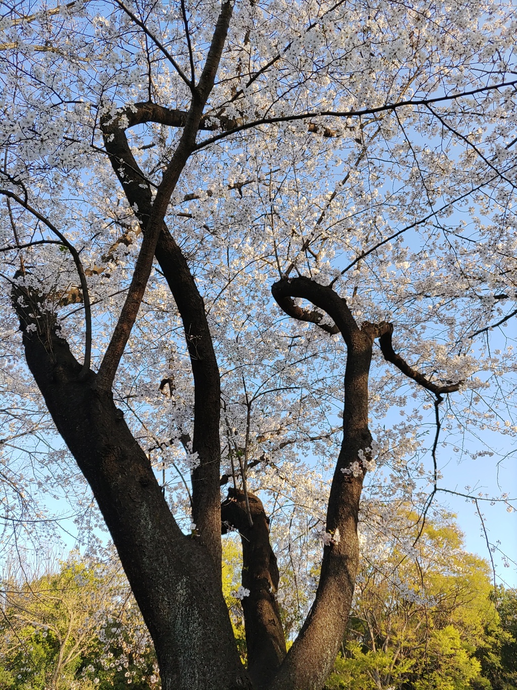 ｢ｿﾒｲﾖｼﾉ｣