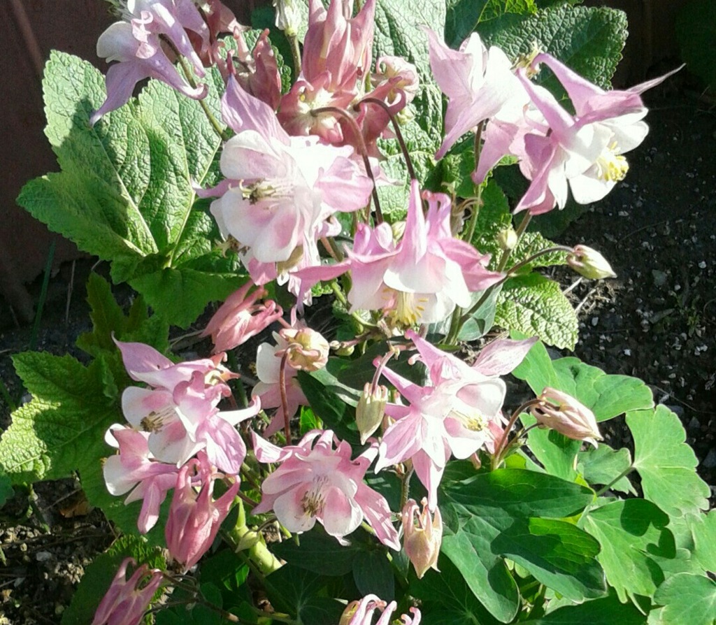 ｢ｵﾀﾞﾏｷ｣花