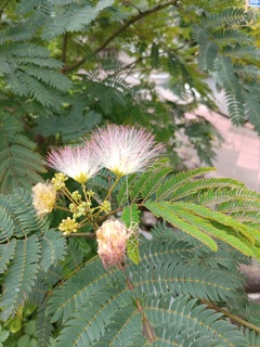 ｢ﾈﾑﾉｷ｣花