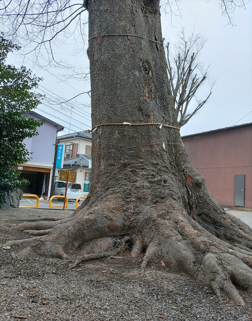 〖御神木〗