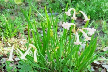 ｢ｷﾙﾀﾝｻｽ｣花