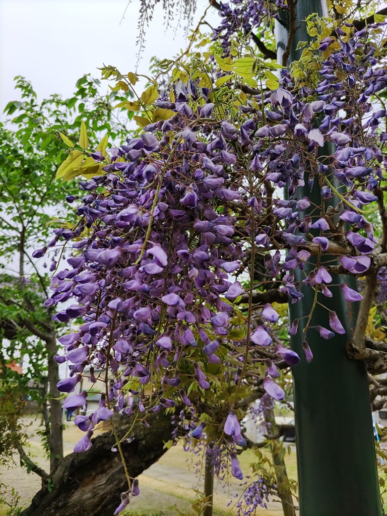 ｢ﾌｼﾞ｣花