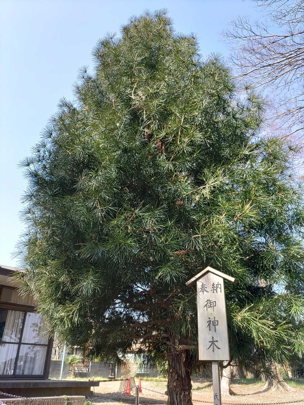 〖御神木〗