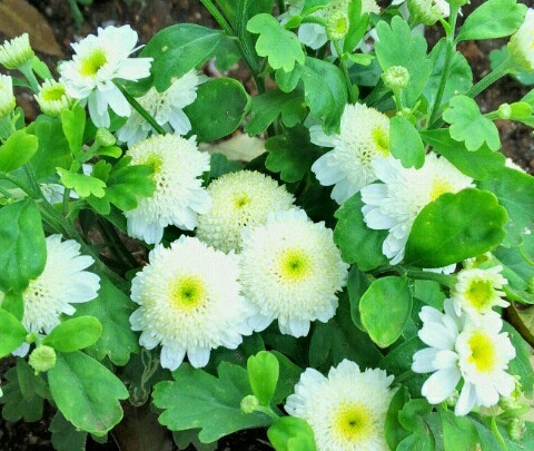 ｢ﾅﾂｼﾗｷﾞｸ｣花