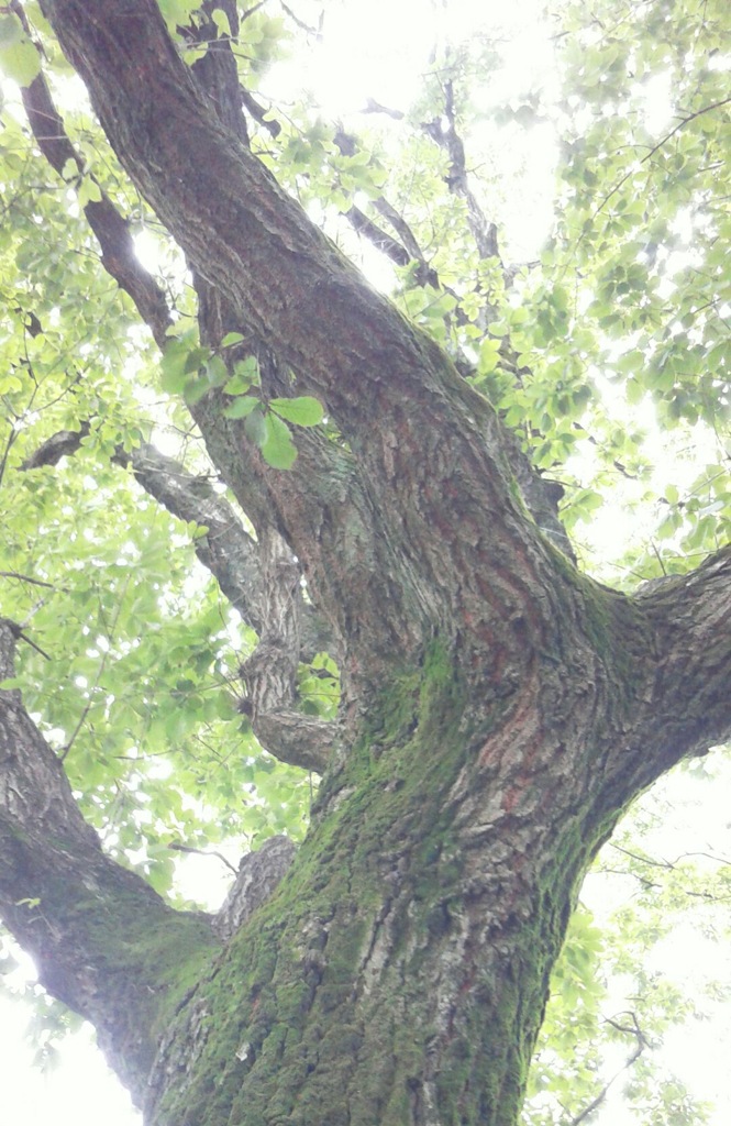 ｢ｺﾅﾗ｣木