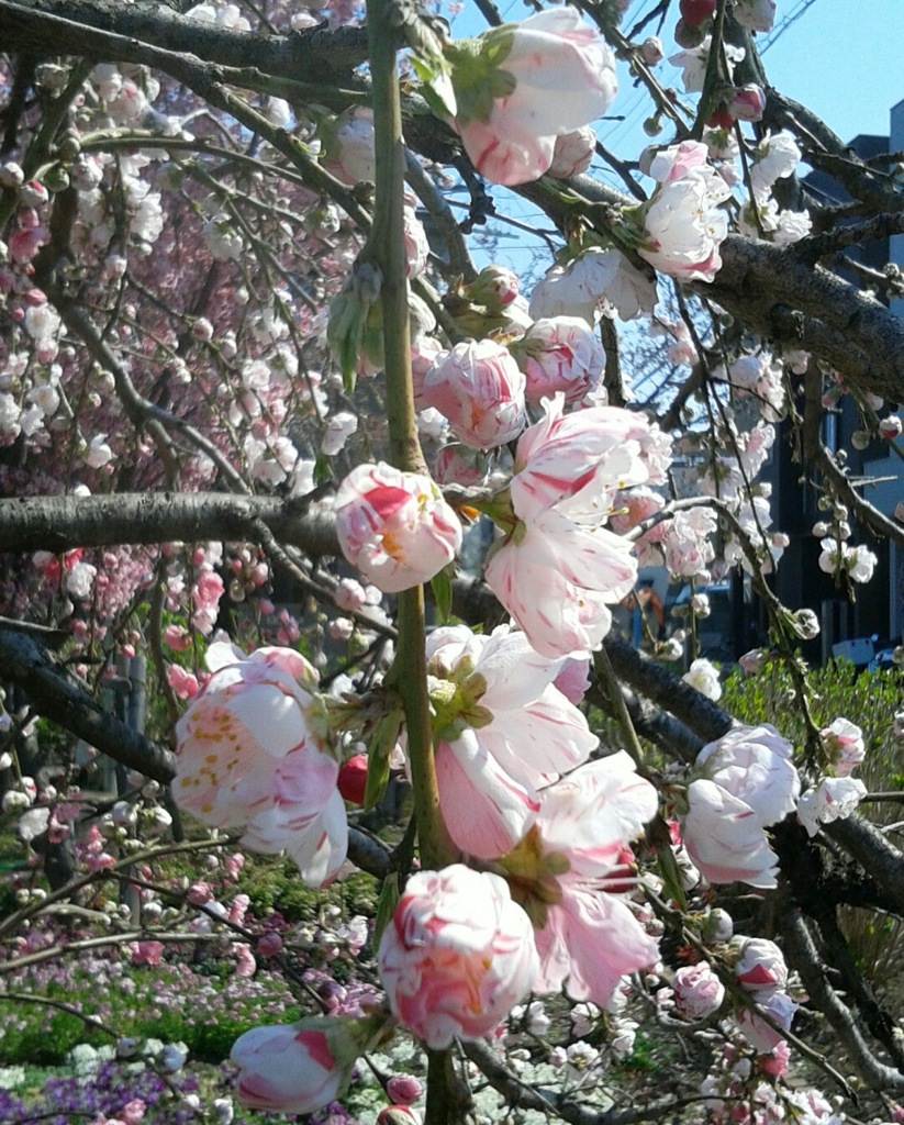 ｢ｼﾀﾞﾚﾓﾓ｣花