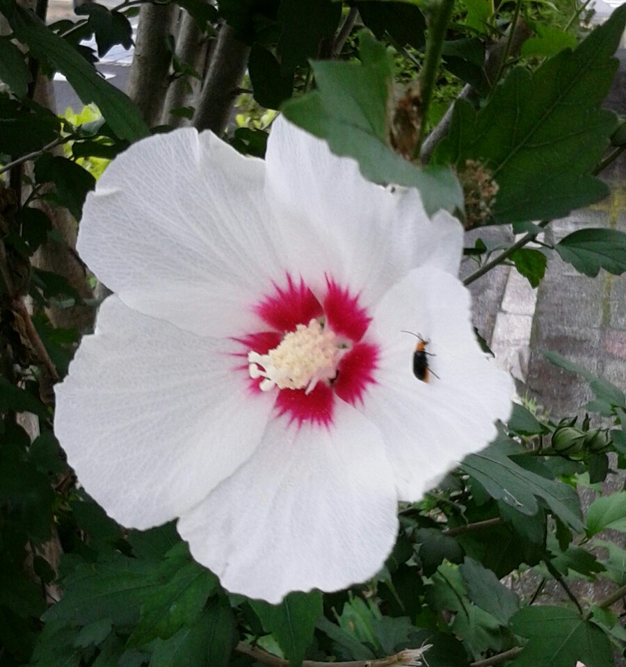 ｢ﾑｸｹﾞ｣花