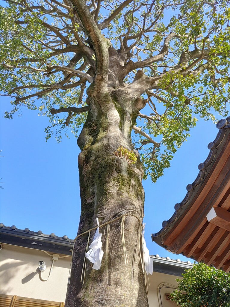 《御神木》
