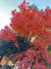 ｢ﾊｾﾞﾉｷ｣