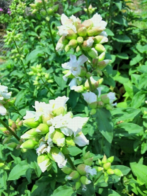 ｢ﾁｪﾛﾝ｣蕾