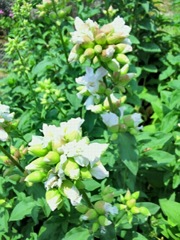｢ﾁｪﾛﾝ｣蕾