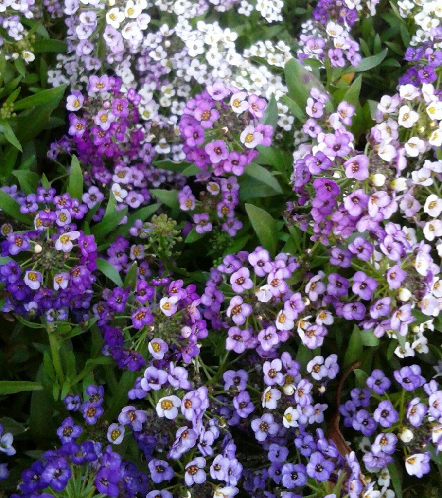 ｢ｱﾘｯｻﾑ｣花