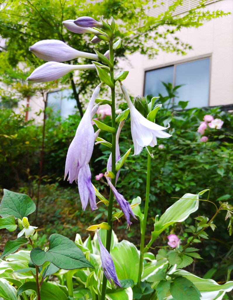 ｢ｷﾞﾎﾞｳｼ｣蕾･花
