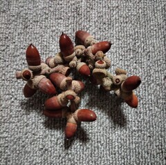 ｢ﾄﾞﾝｸﾞﾘ｣