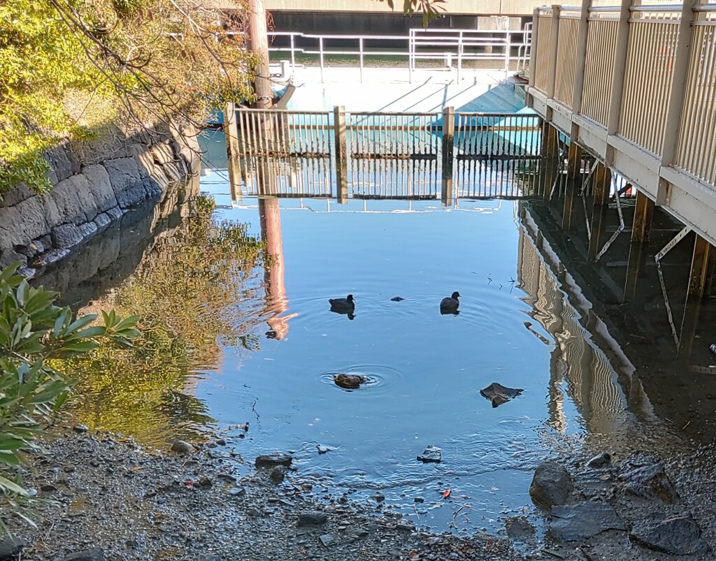 『水鳥』