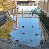 『水鳥』