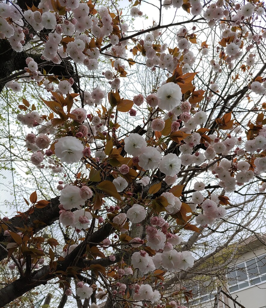 ｢ﾔｴｻﾞｸﾗ｣花