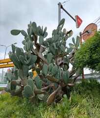｢ｻﾎﾞﾃﾝ｣