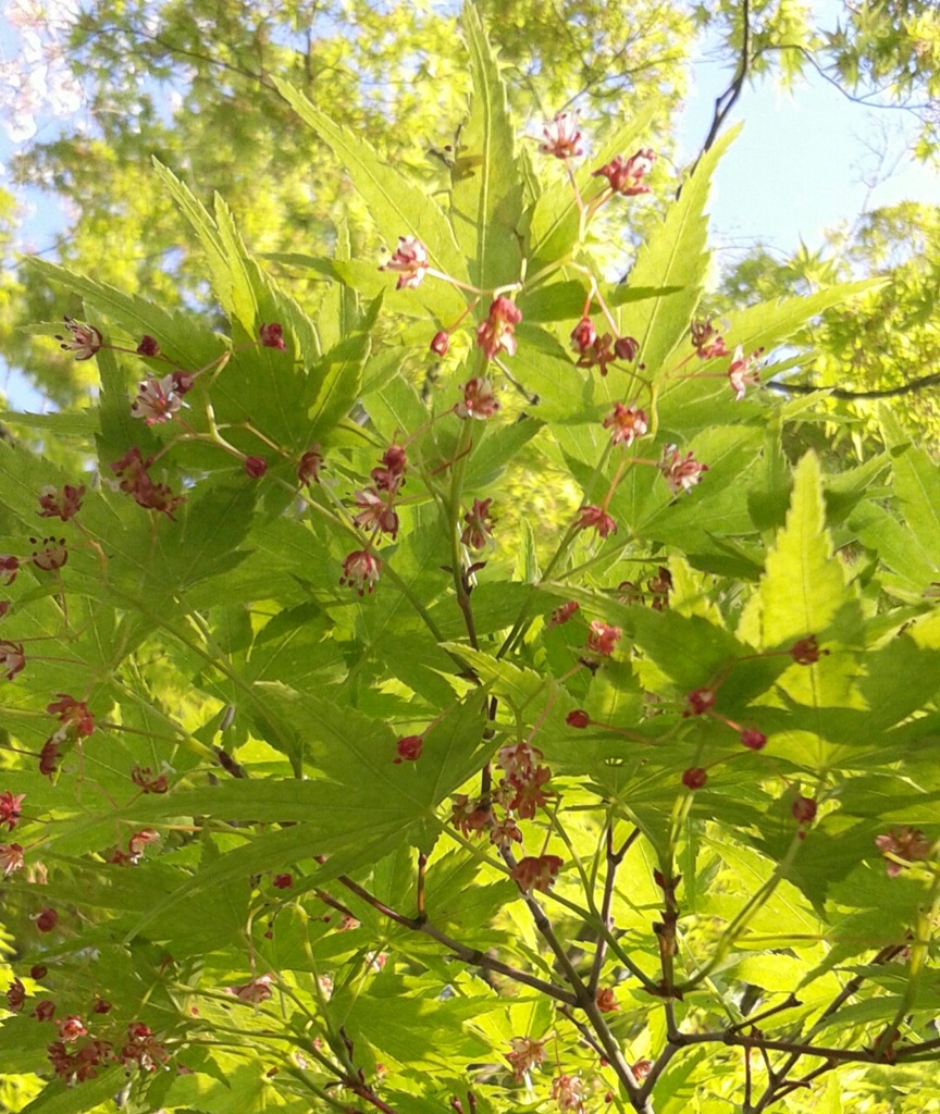 ｢ﾓﾐｼﾞ｣花