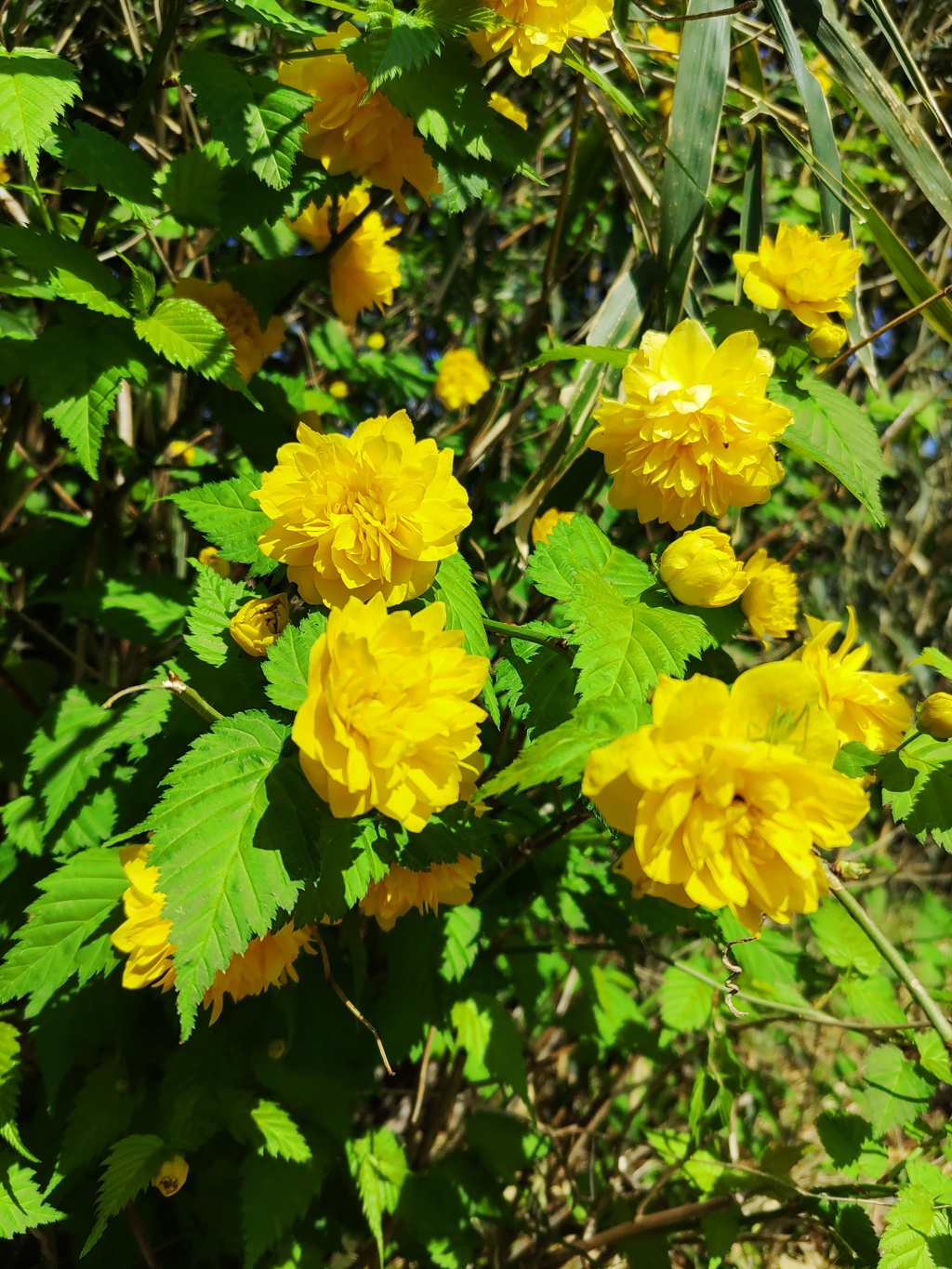 ｢ﾔﾏﾌﾞｷ｣花