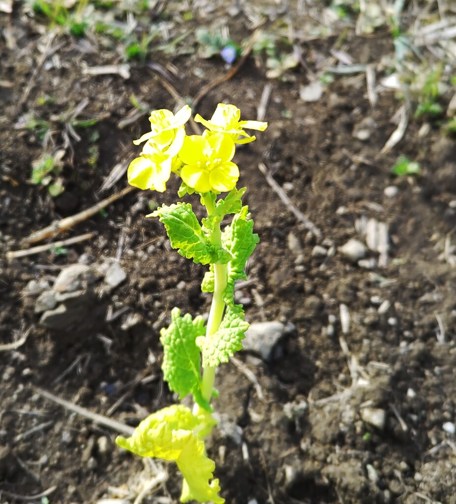 ｢ｱﾌﾞﾗﾅ｣花