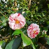 ｢ﾂﾊﾞｷ｣花
