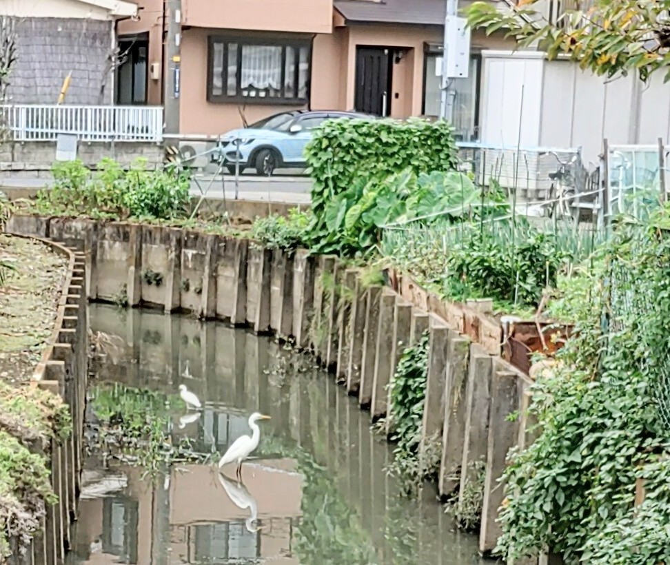 「鳥類」