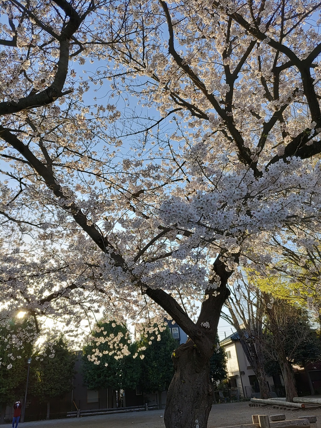 ｢ｻｸﾗ｣
