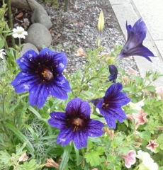 ｢ｻﾙﾋﾟｸﾞﾛｯｼｽ｣花