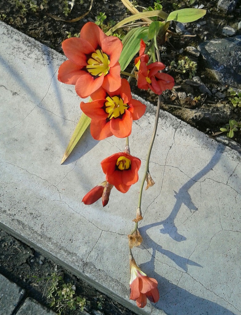 ｢ｽﾊﾟﾗｷｼｽ｣花