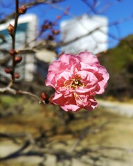 ｢ｳﾒ｣花