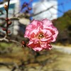 ｢ｳﾒ｣花