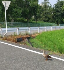 ｢ｶﾓ｣