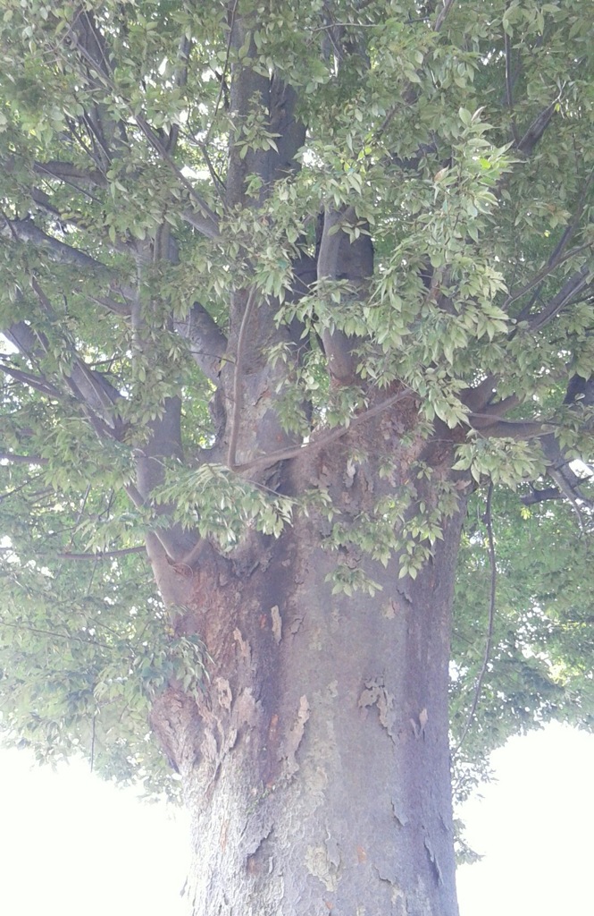 ｢ｹﾔｷ｣木