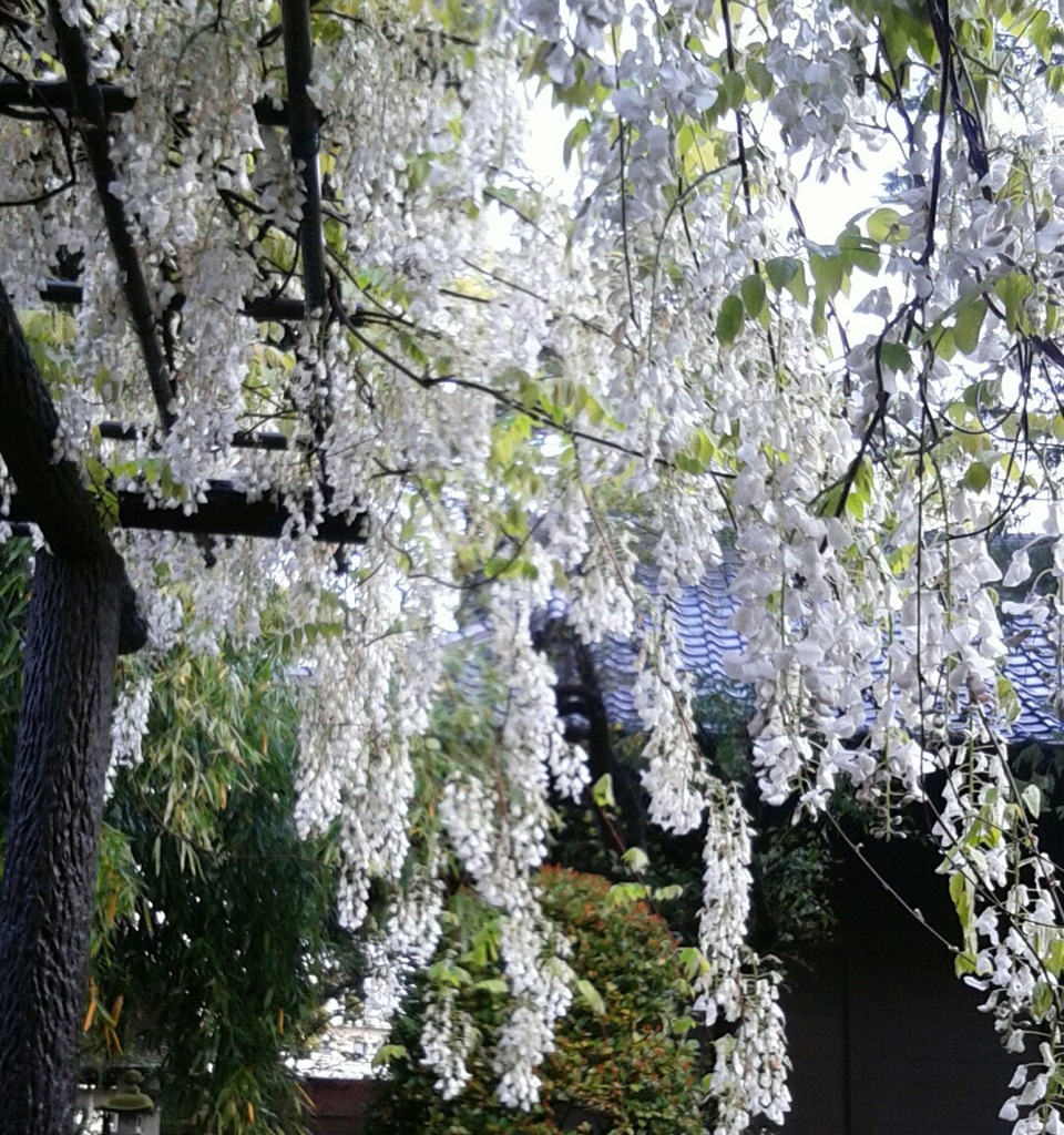 ｢ﾌｼﾞ｣