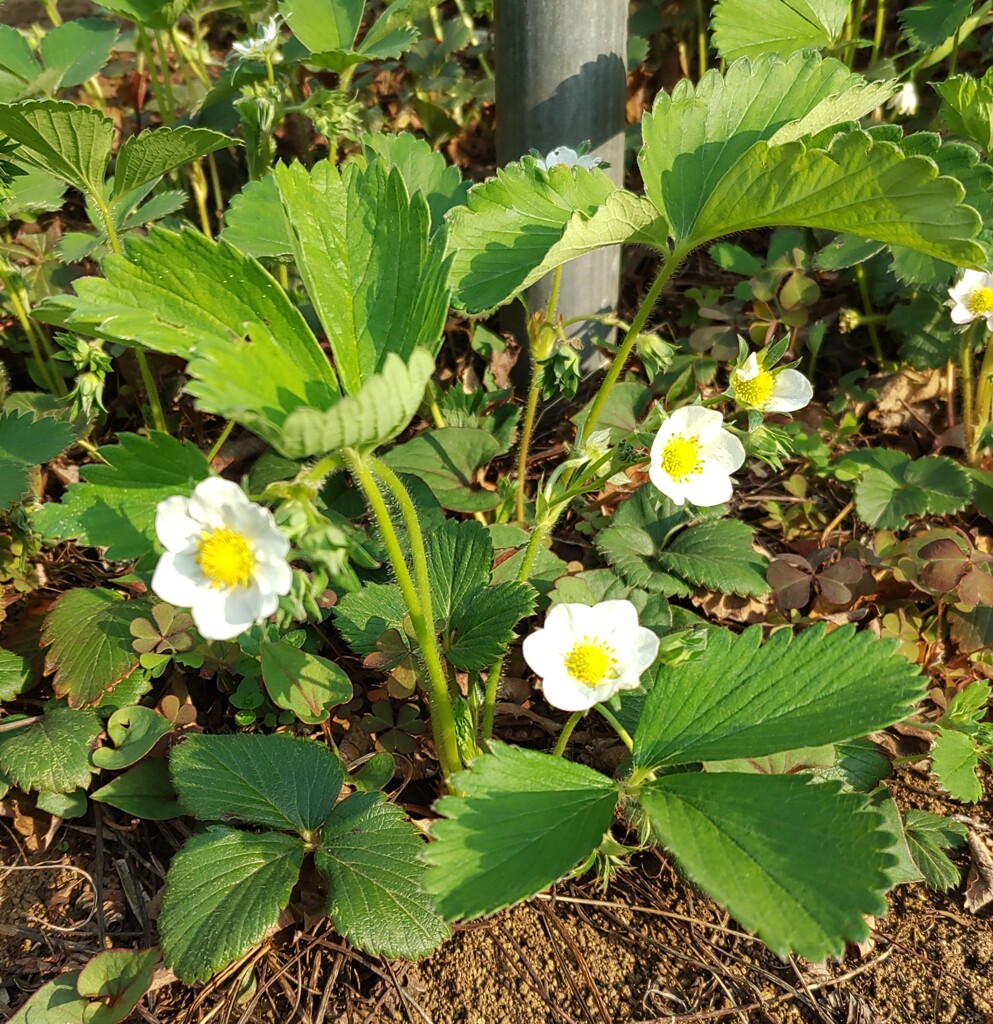 ｢ｲﾁｺﾞ｣花