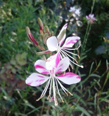 ｢ｶﾞｳﾗ｣花