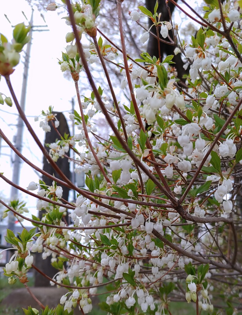 ｢ﾄﾞｳﾀﾞﾝﾂﾂｼﾞ｣花