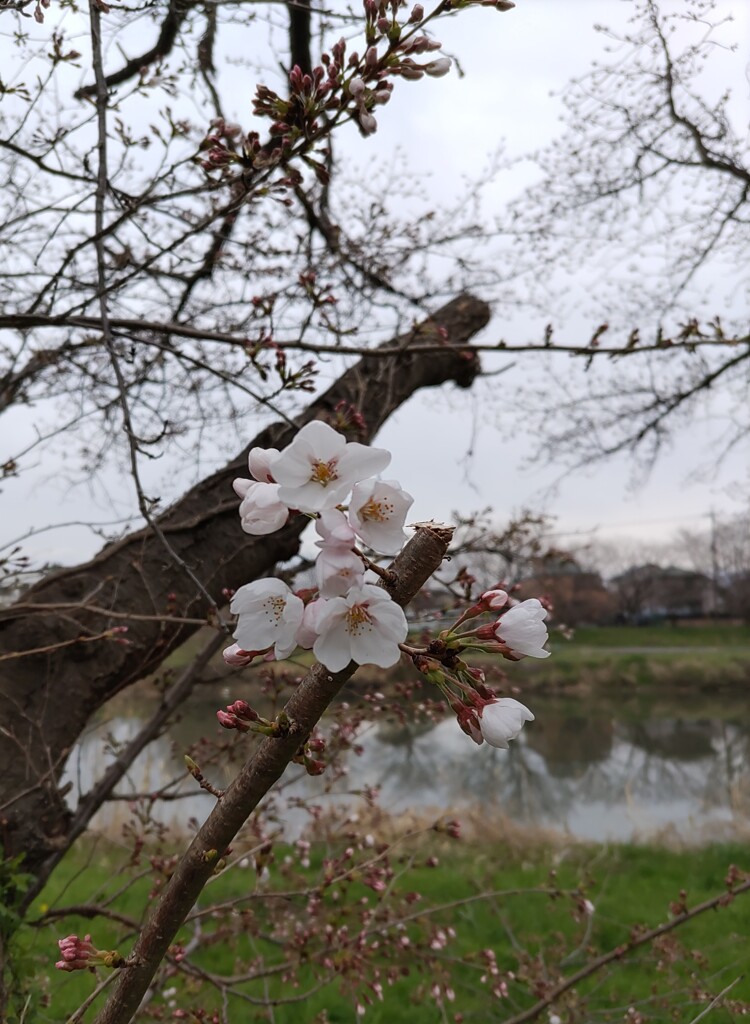 ｢ｻｸﾗ｣蕾･花