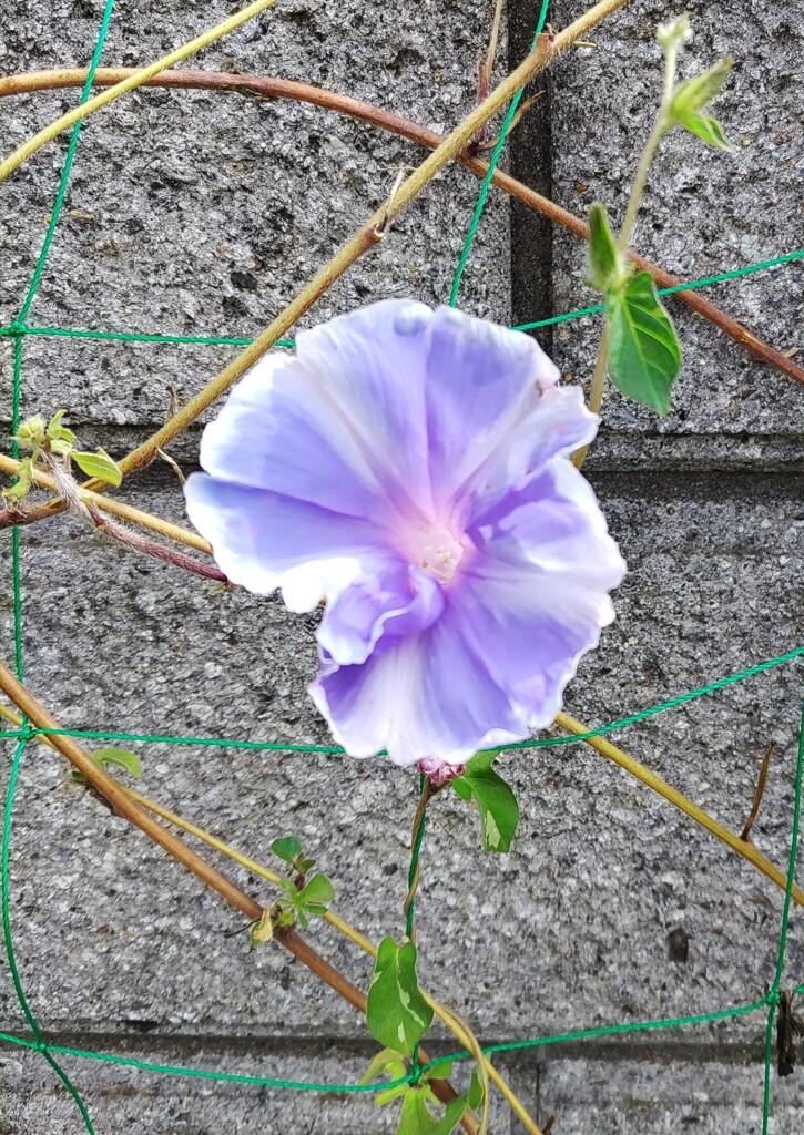 ｢ｱｻｶﾞｵ｣