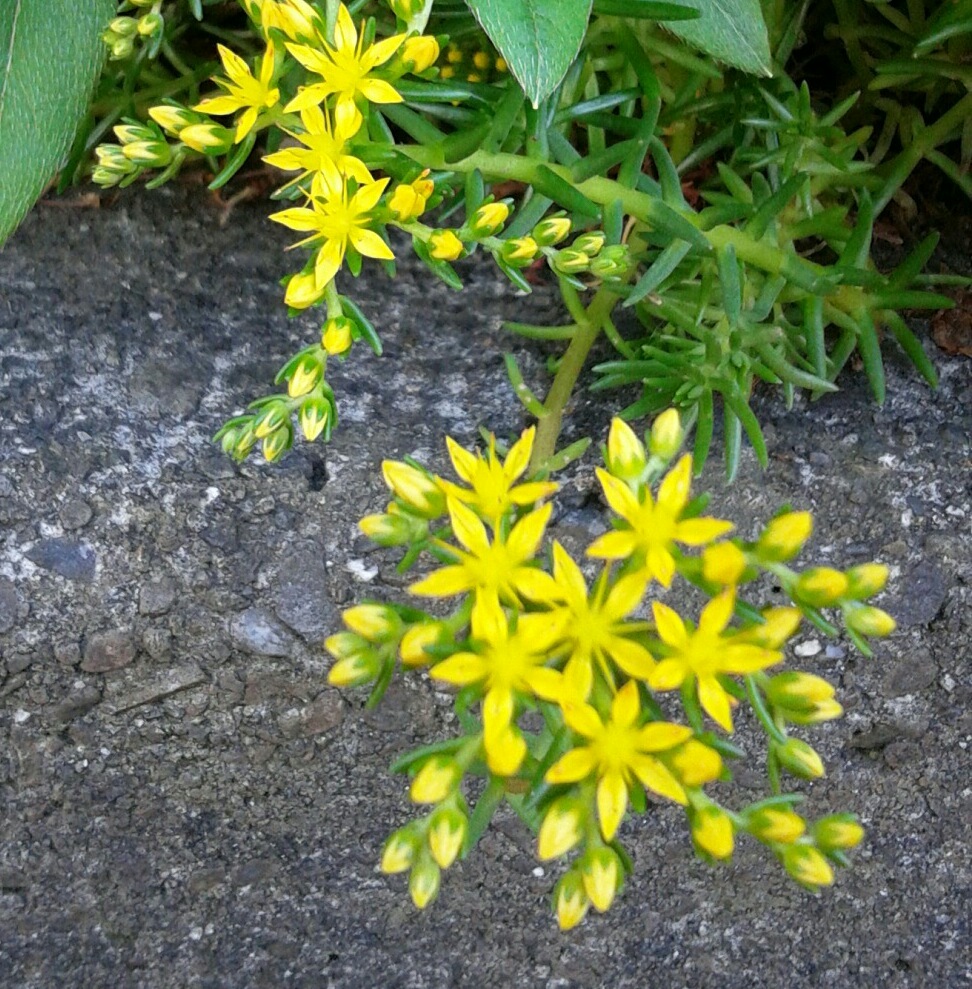 ｢ﾏﾝﾈﾝｸﾞｻ｣花